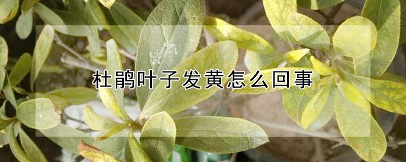 杜鹃叶子发黄怎么回事（杜鹃叶子发黄干枯怎么回事）