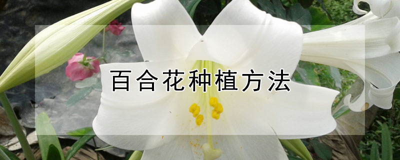 百合花种植方法（百合花种植方法与技巧）