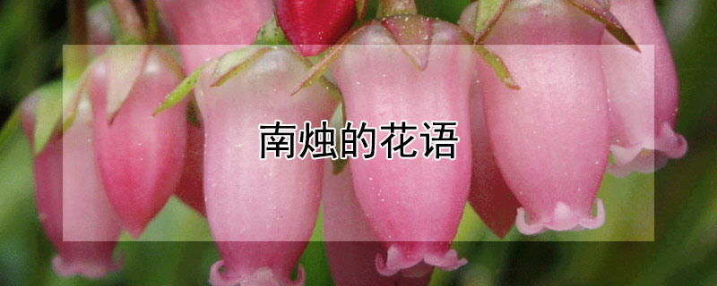 南烛的花语（南烛的花语是什么,不粘锅有不带涂层的不粘锅有哪些）