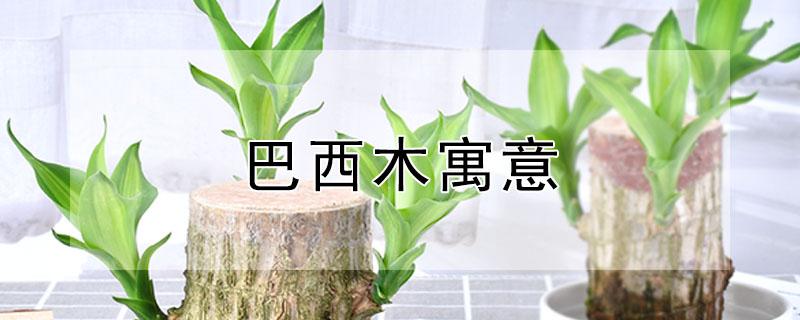 巴西木寓意 巴西木寓意及花语
