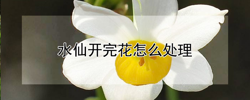 水仙开完花怎么处理（水仙开完花怎么处理视频）