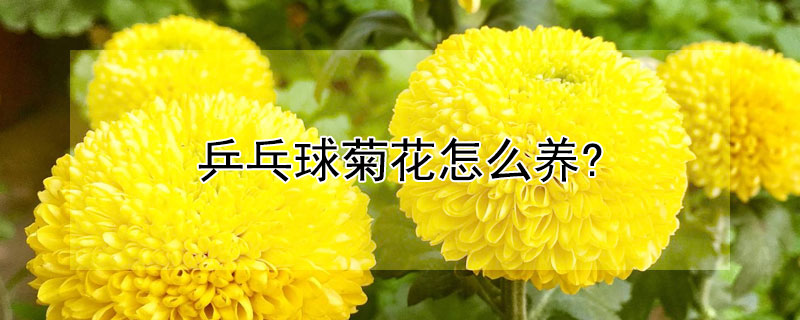 乒乓球菊花怎么养? 乒乓球菊花怎么养活?
