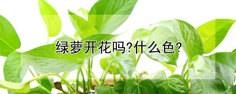绿萝开花吗?什么色?（绿萝开花什么颜色）