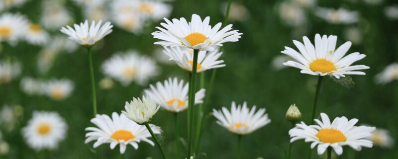 白色大滨菊花语 白色大菊花什么品种