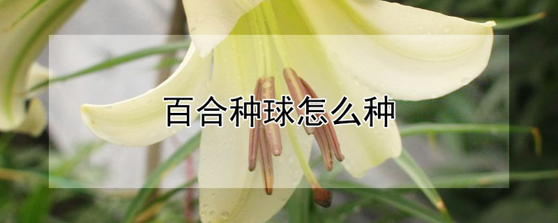 百合种球怎么种（食用百合种球怎么种）