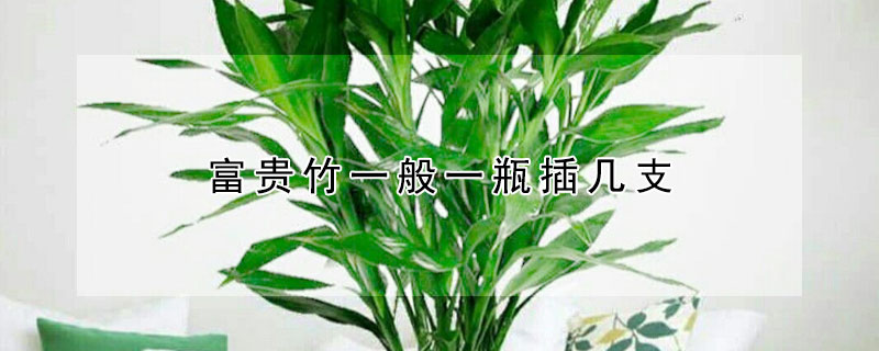 富贵竹一般一瓶插几支 富贵竹一般一瓶插几支转运
