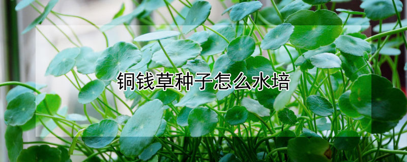 铜钱草种子怎么水培 铜钱草种子怎么水培图片