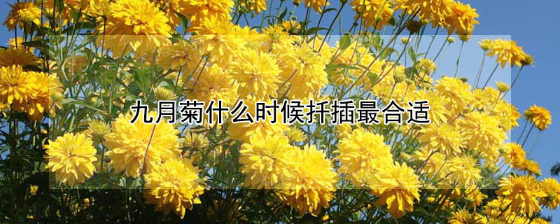 九月菊什么时候扦插最合适（九月菊几月份扦插）