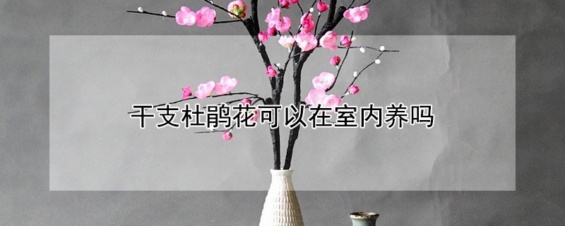 干支杜鹃花可以在室内养吗（干支杜鹃花水养需要放多少水）