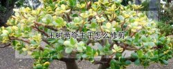 玉树两个主干怎么修剪（玉树两个主干怎么修剪视频）