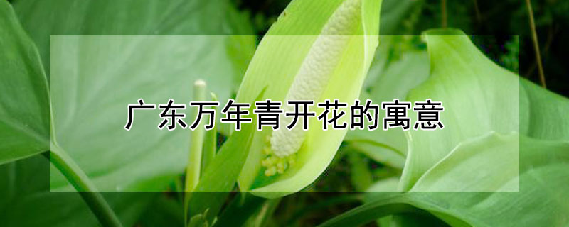 广东万年青开花的寓意 广东万年青开花好不好