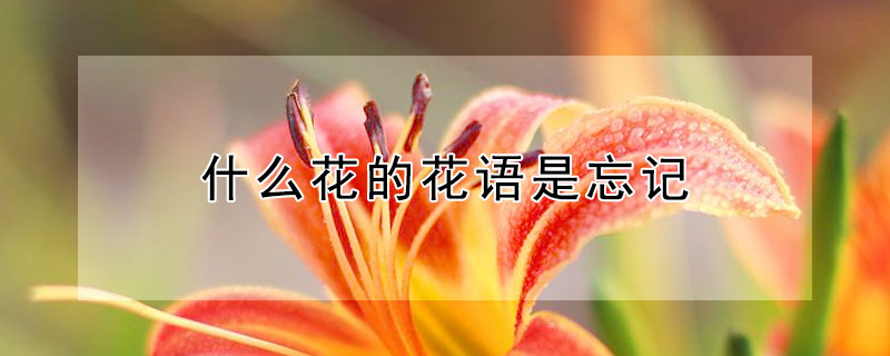 什么花的花语是忘记 什么花的花语是忘记过去