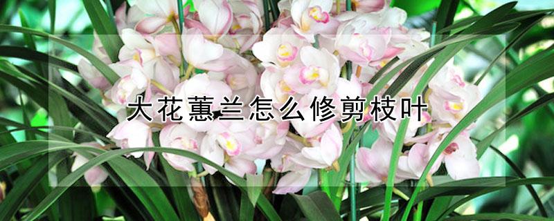 大花蕙兰怎么修剪枝叶 大花蕙兰如何修剪