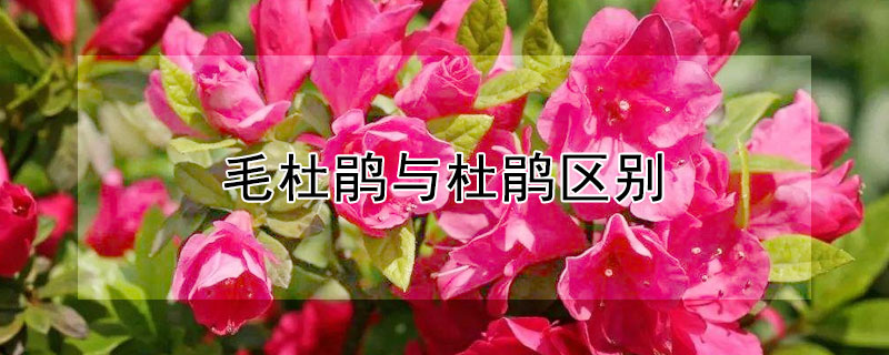 毛杜鹃与杜鹃区别（毛杜鹃和杜鹃的区别）