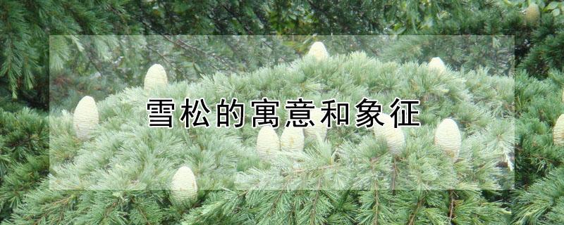 雪松的寓意和象征 雪松香水适合什么人