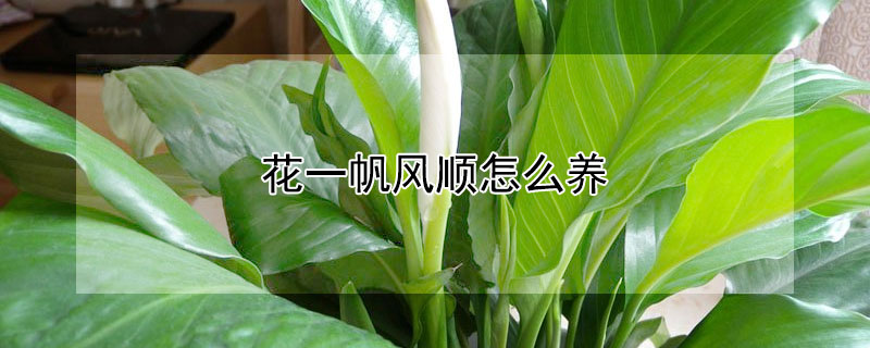 花一帆风顺怎么养 花一帆风顺的栽培方法