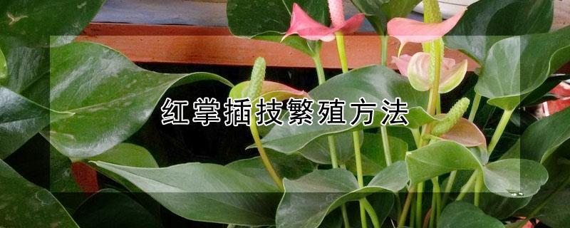 红掌插技繁殖方法（红掌的插枝方法）