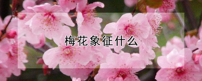 梅花象征什么 梅花象征什么样的人