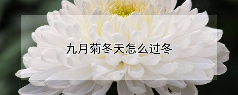 九月菊冬天怎么过冬（九月菊冬天在室内继续生长吗）