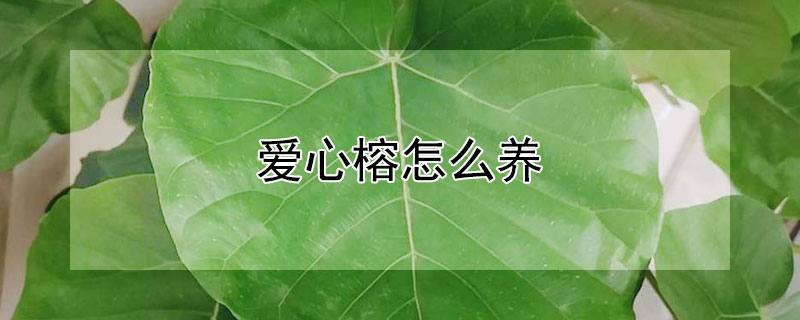 爱心榕怎么养（爱心榕怎么养殖方法）