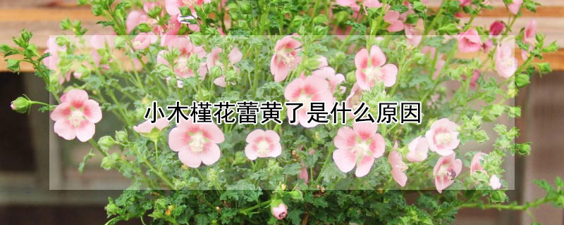 小木槿花蕾黄了是什么原因 小木槿花蕾黄了是什么原因引起的