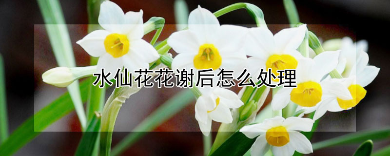 水仙花花谢后怎么处理 水仙花谢花后怎样处理