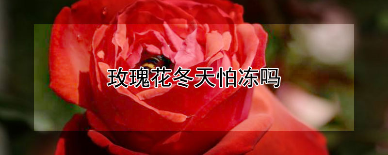 玫瑰花冬天怕冻吗（地栽玫瑰花冬天怕冻吗）