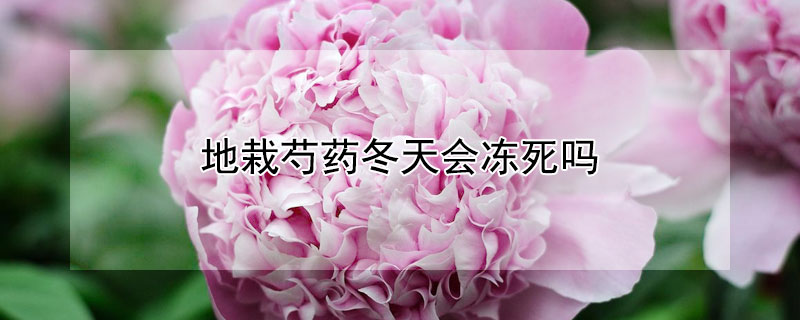 地栽芍药冬天会冻死吗（地栽芍药冬天会冻死吗图片）