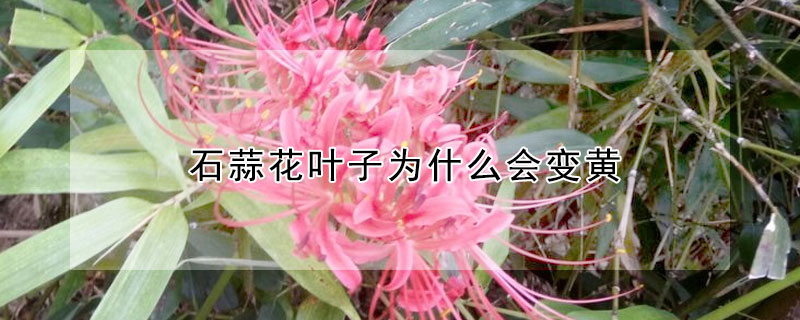 石蒜花叶子为什么会变黄 石蒜花叶子为什么会变黄的原因