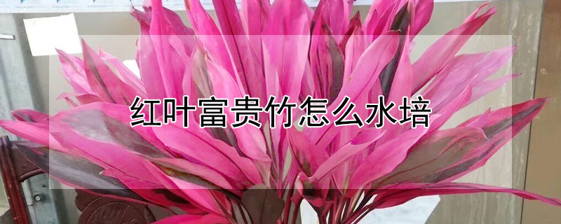 红叶富贵竹怎么水培（红叶富贵竹怎么水培生根）