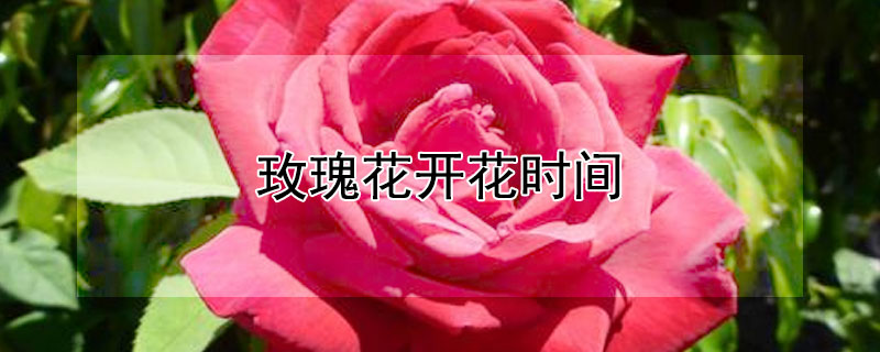 玫瑰花开花时间（玫瑰花开花时间几点左右）