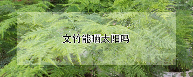 文竹能晒太阳吗 文竹能晒太阳吗?秋天能晒吗