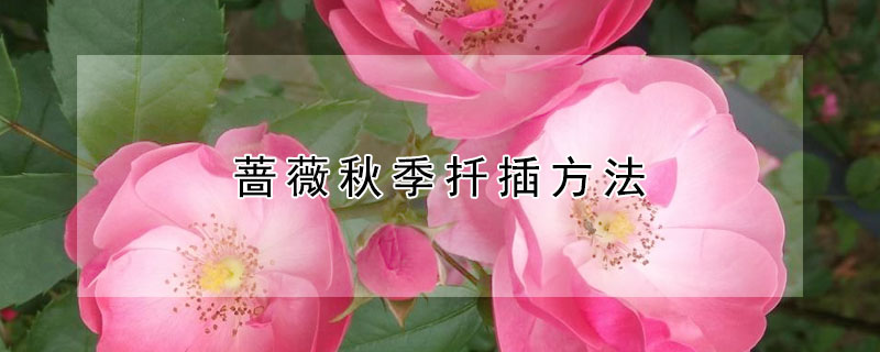 蔷薇秋季扦插方法 秋天扦插蔷薇多少天生根