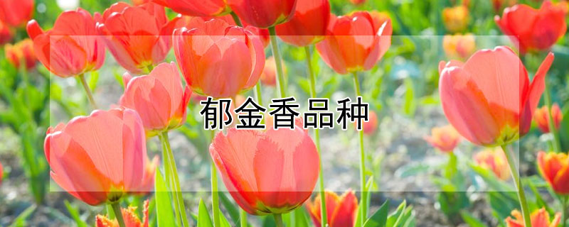 郁金香品种 郁金香品种大全名字