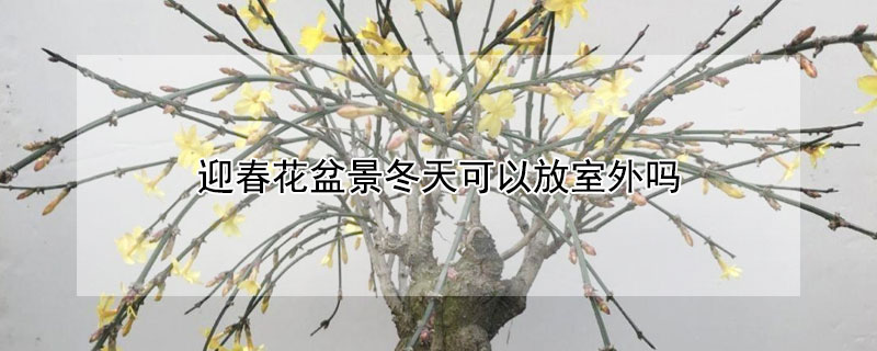 迎春花盆景冬天可以放室外吗（迎春花盆景冬天可以放室外吗冬天养吗）