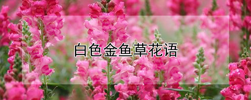 白色金鱼草花语 白色金鱼草花语寓意