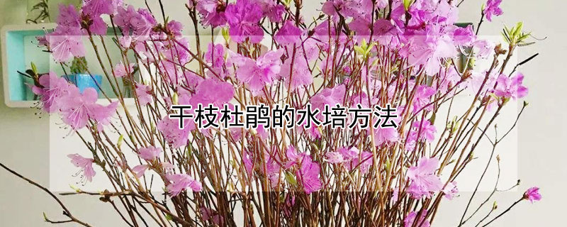 干枝杜鹃的水培方法 干枝杜鹃的水培方法视频