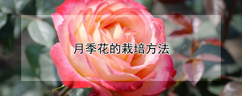 月季花的栽培方法（月季花的栽培方法,一期浇水几次）