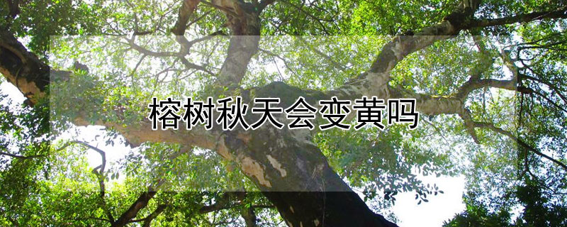 榕树秋天会变黄吗 榕树秋天会变黄吗视频