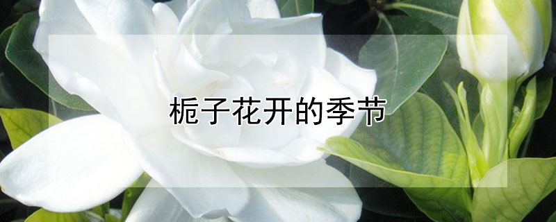 栀子花开的季节（栀子花开的季节毕业季）