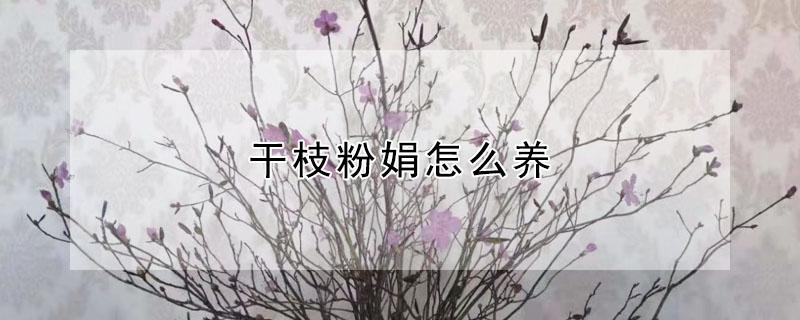 干枝粉娟怎么养 干枝可以养活是什么植物