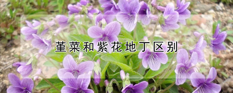 堇菜和紫花地丁区别（堇菜和紫花地丁区别在哪）
