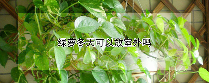 绿萝冬天可以放室外吗 绿萝冬天可以放阳台上养吗