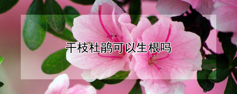 干枝杜鹃可以生根吗 干枝杜鹃可以生根吗怎么养