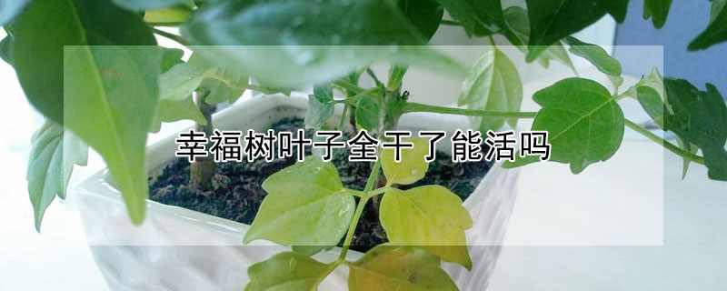 幸福树叶子全干了能活吗（幸福树叶子全干枯了,还能养活吗）