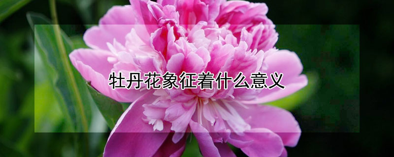 牡丹花象征着什么意义（牡丹花象征着什么意义短句）