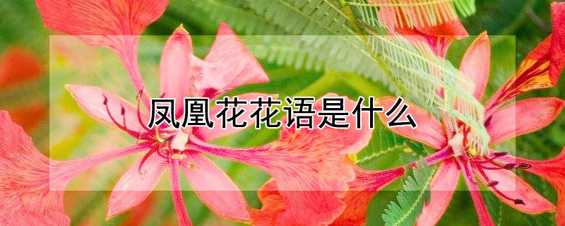 凤凰花花语是什么 凤凰花的寓意和象征