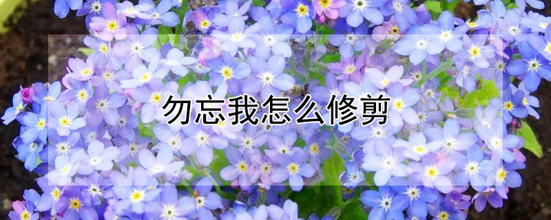 勿忘我怎么修剪 勿忘我怎么插花好看
