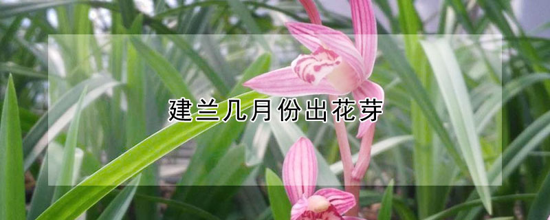 建兰几月份出花芽 建兰几月份出花芽叶芽还长吗