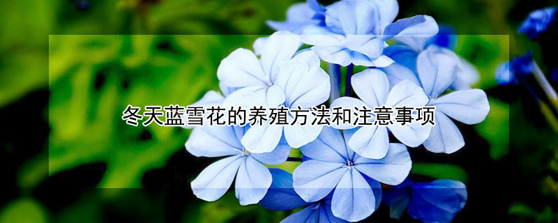 冬天蓝雪花的养殖方法和注意事项（冬天蓝雪花的养殖方法和注意事项视频）